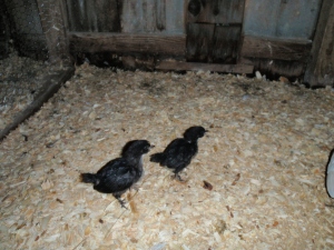 Two of the new baby chicks